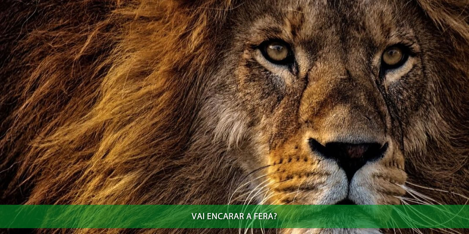 Figura 2 - IMPOSTO DE RENDA. O QUE FAZ A RECEITA FEDERAL INVESTIGAR SUA DECLARAÇÃO